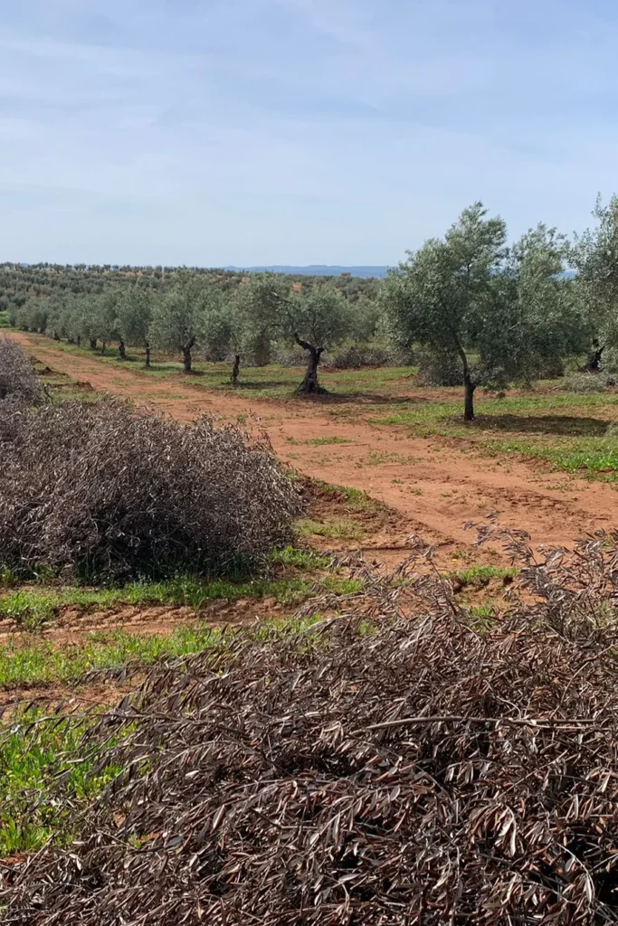 retirada de poda de olivar